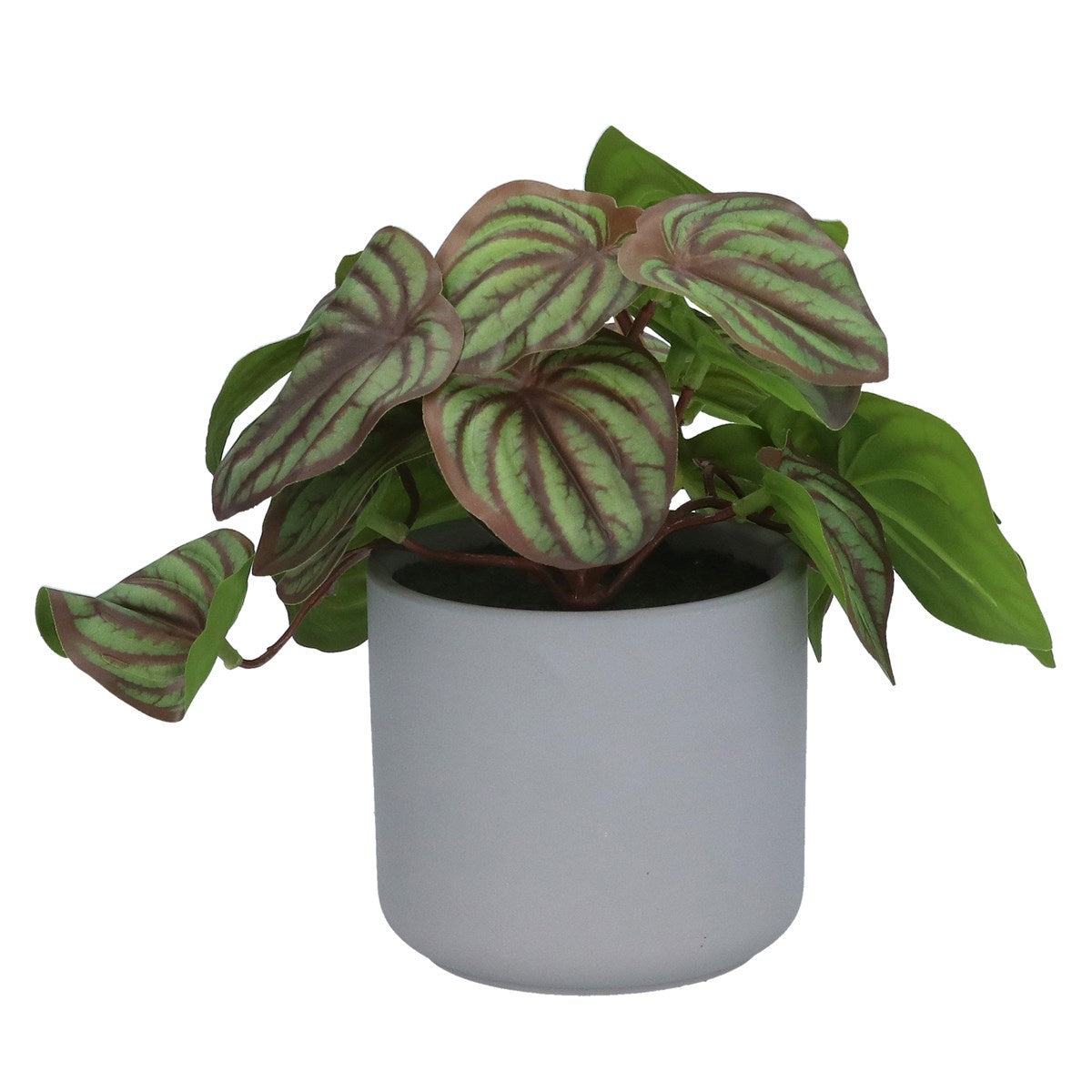 Faux Plant: Cement Grey Pot  Peperomia    - Green - Gisela Graham