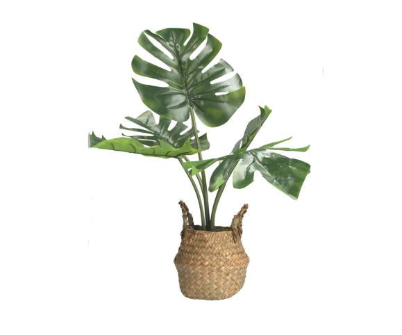 Faux Plant: Cheese Plant w Rattan Basket Large - Green  - Gisela Graham
