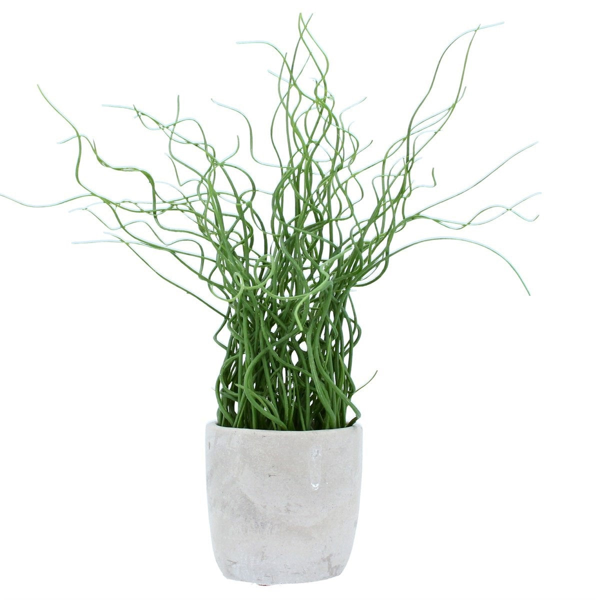 Faux Plant: Cement Grey Pot  Corkscrew Rush    - Green - Gisela Graham