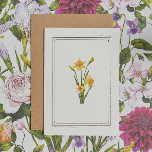 Blank Card: Botanical Daffodil - Catherine Lewis Design