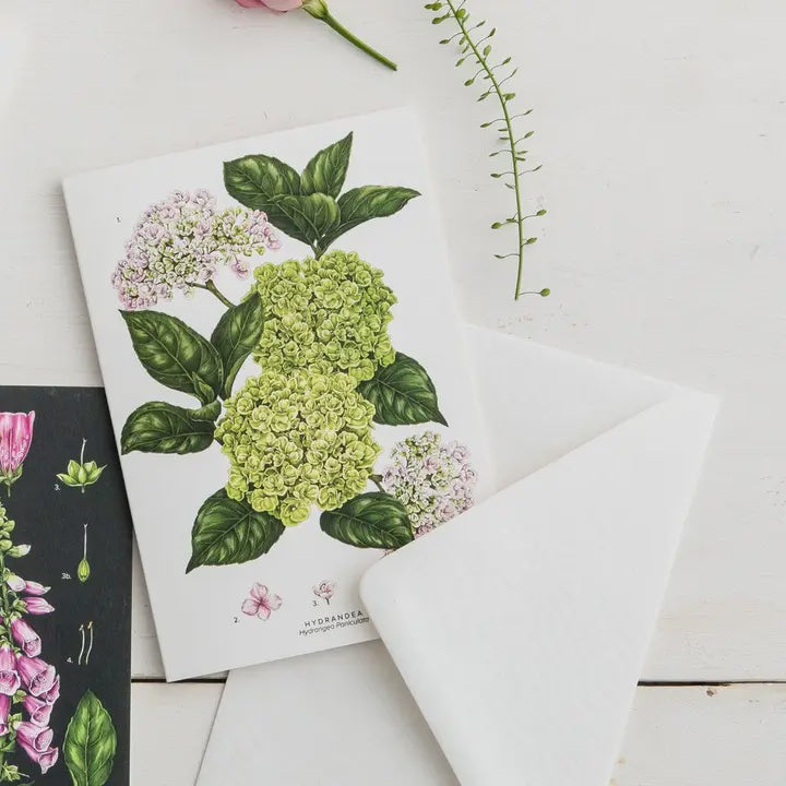 Blank Card: Botanical Hydrangea - Catherine Lewis Design