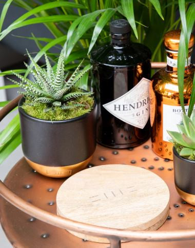 Plant Coaster: Mango Wood Large Round - Natural - The Little Botanical