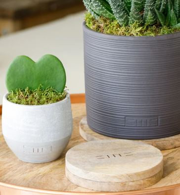Plant Coaster: Mango Wood Small Round - Natural - The Little Botanical