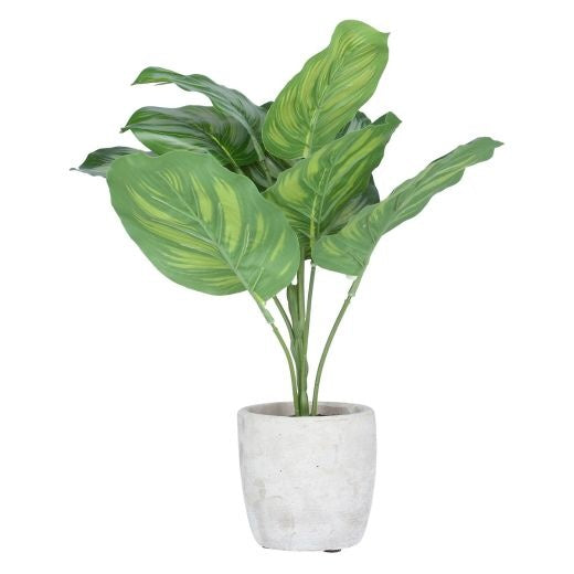 Faux Plant: Cement Grey Pot Calathea - Green - Gisela Graham