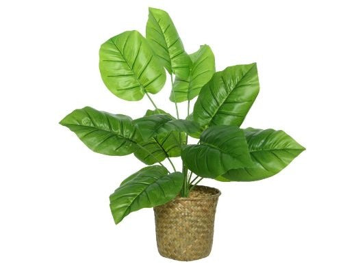 Faux Plant: Large Realistic Taro Basket Pot 13cm w Stones - Natural