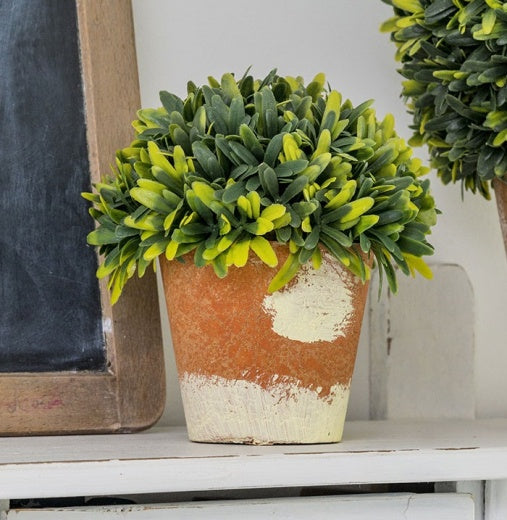 Faux Plant: Small Box Hedge w Terracotta Pot - Green  - Retreat Home & Gift