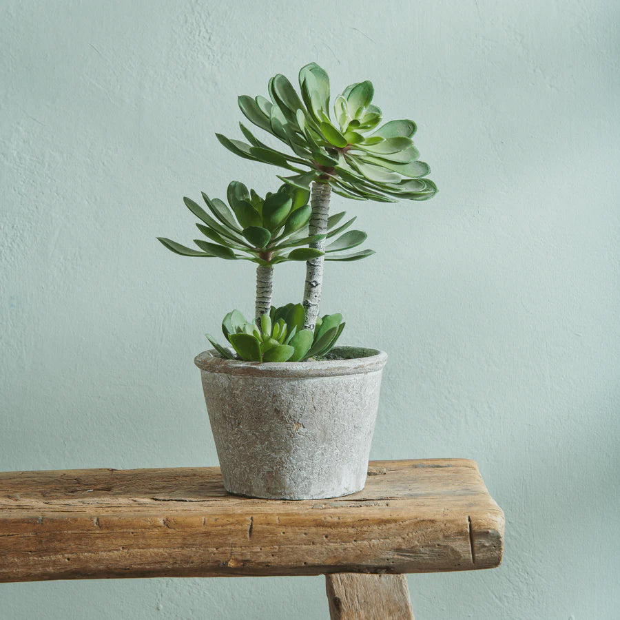 Faux Plant: Echeveria Succulent Weathered Pot