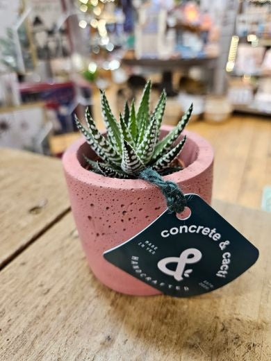 Plant in Pot: Concrete Handmade Small Round 8cm - Rose - Concrete & Cacti
