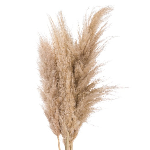 Real Stem: Pampas Grass Tall Fluffy - Butter Dark Cream