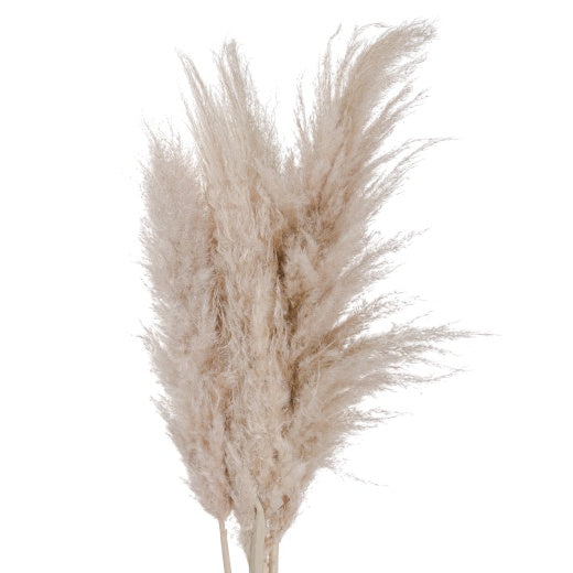 Real Stem: Pampas Grass Tall Fluffy - Cream